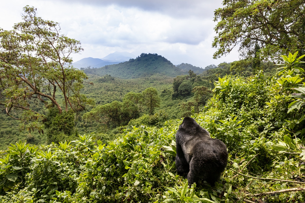 Klima in Ruanda - Beste Reisezeit für Ruanda